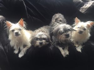 4 dog clones.