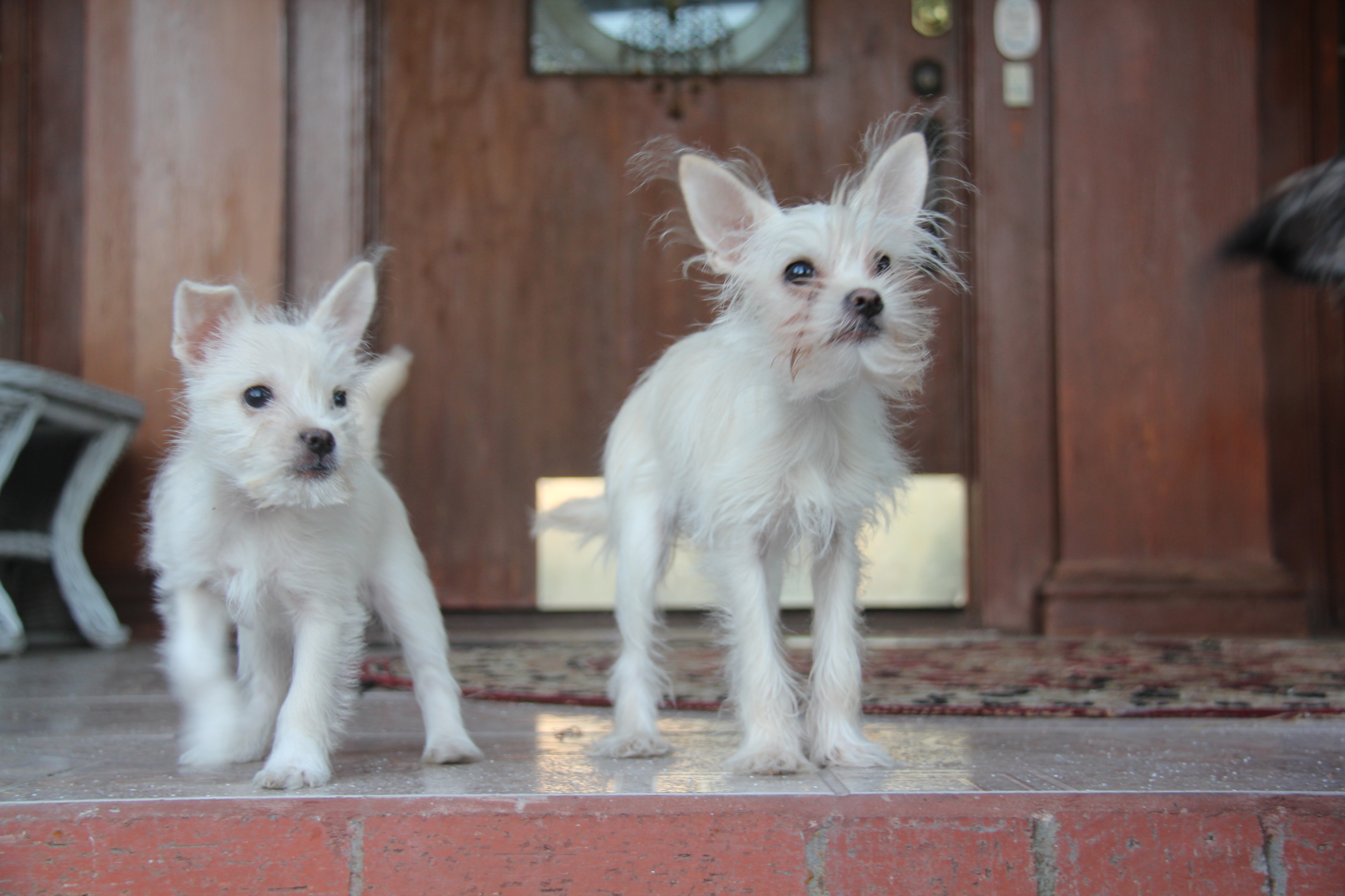 Bubble Rubble and Bubble Facer dog clones